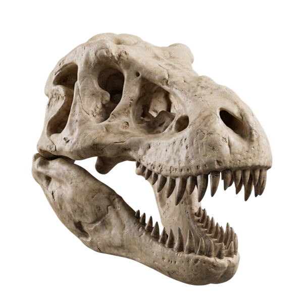 T-Rex Skull
